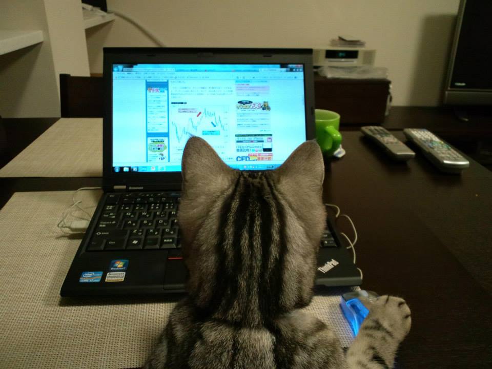 マイクロソフトパソコンができるネコの画像募集